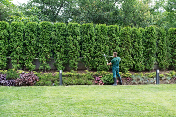 Professional Tree Removal and Landscaping Services in Kodiak, AK